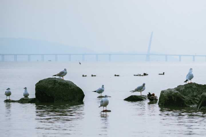 深圳湾12种常见候鸟