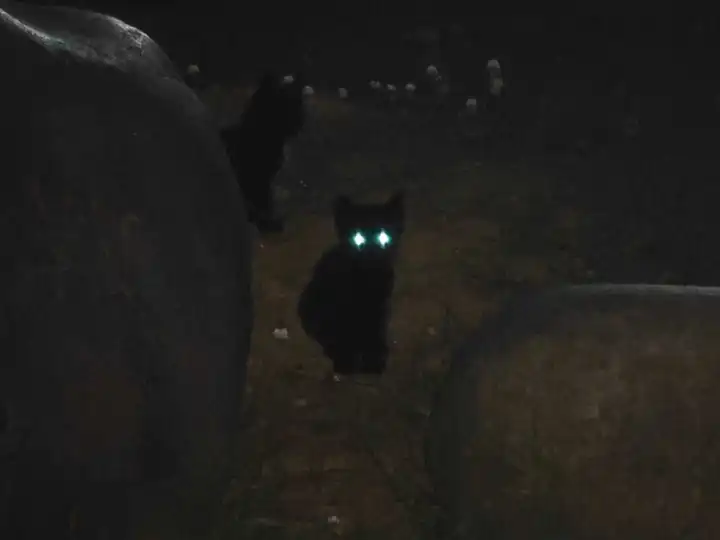 黑猫凝视