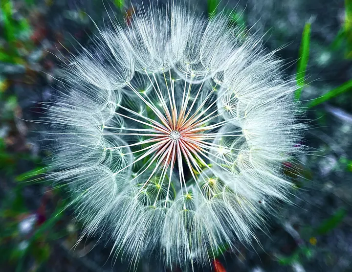 蒲公英