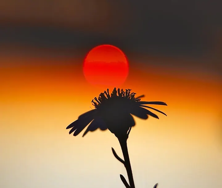 向阳花
