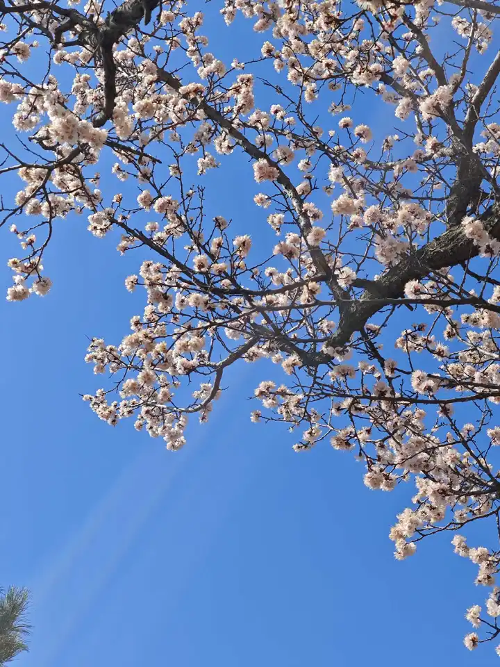 春意盎然