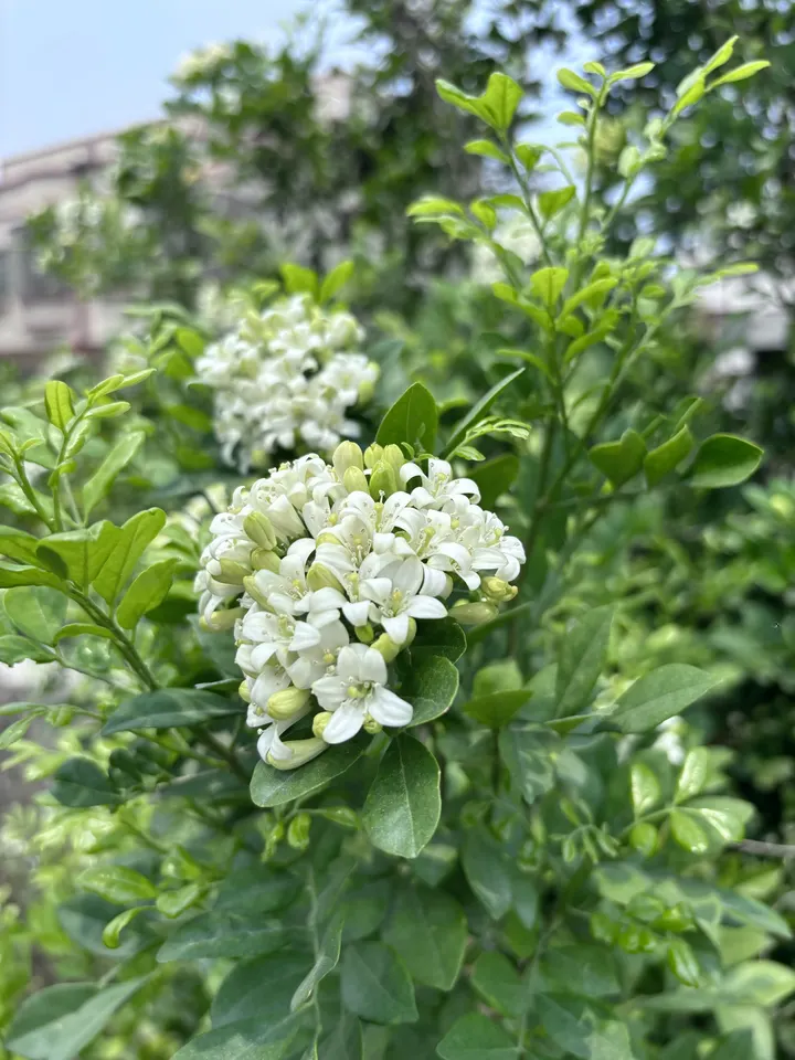 春天的生命力