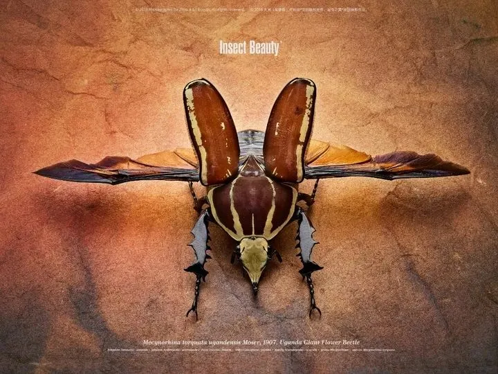 2019米拍摄影奖•十佳创意生活摄影师