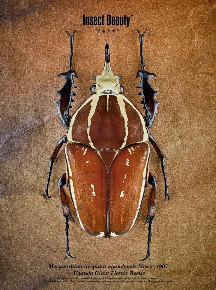 2019米拍摄影奖•十佳创意生活摄影师