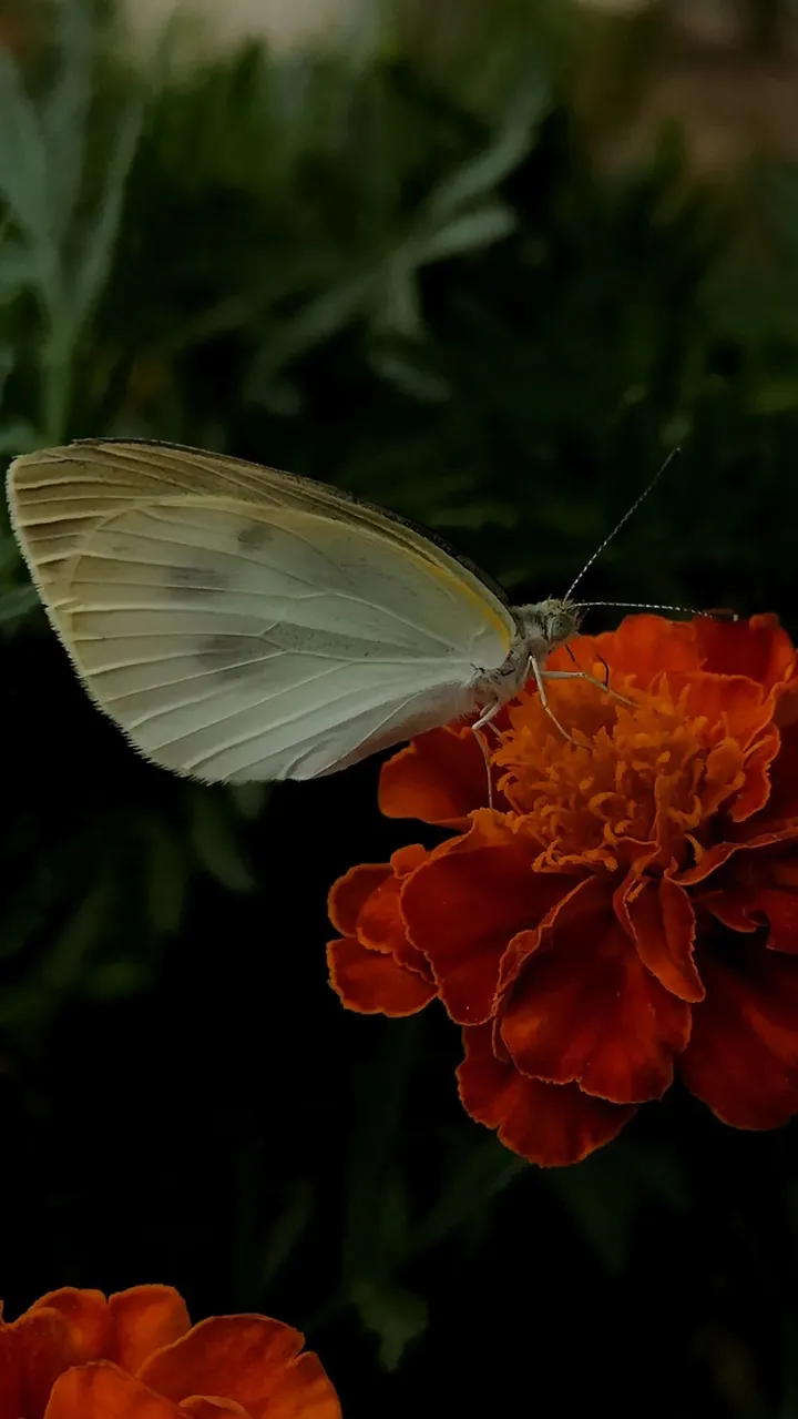 橙色预警,最炫夏日摄影风暴即将引爆成都!
