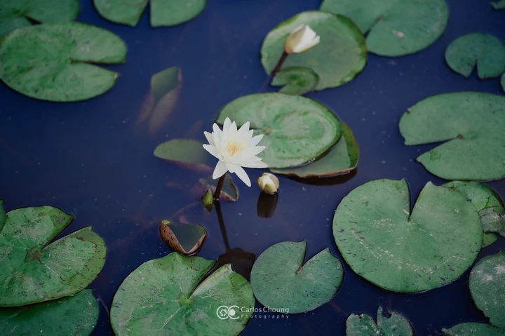 夏日植物园的美好早上