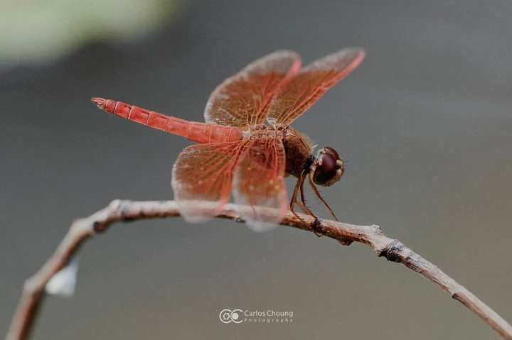 夏日植物园的美好早上