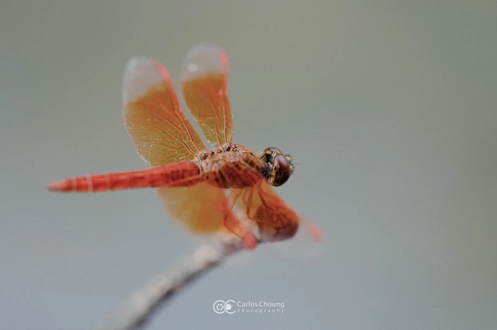 夏日植物园的美好早上