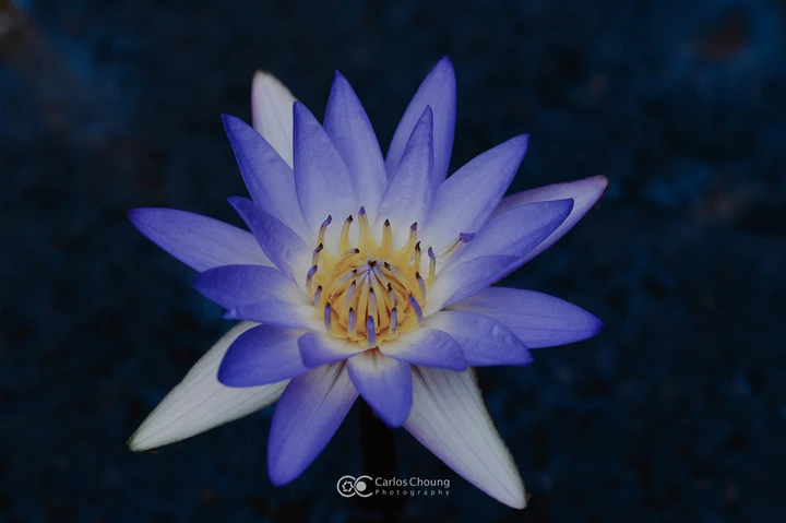 夏日植物园的美好早上