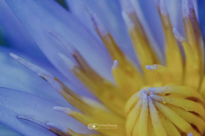 夏日植物园的美好早上