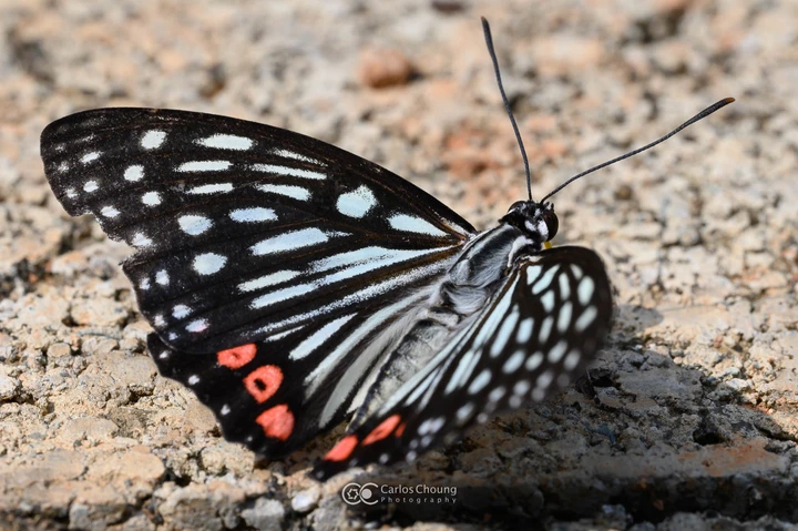 夏日植物园的美好早上
