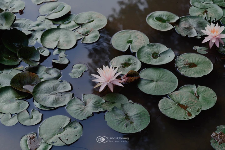 夏日植物园的美好早上