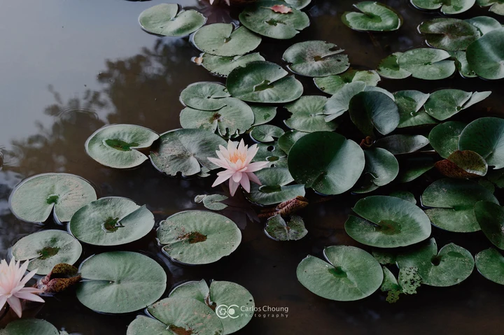 夏日植物园的美好早上