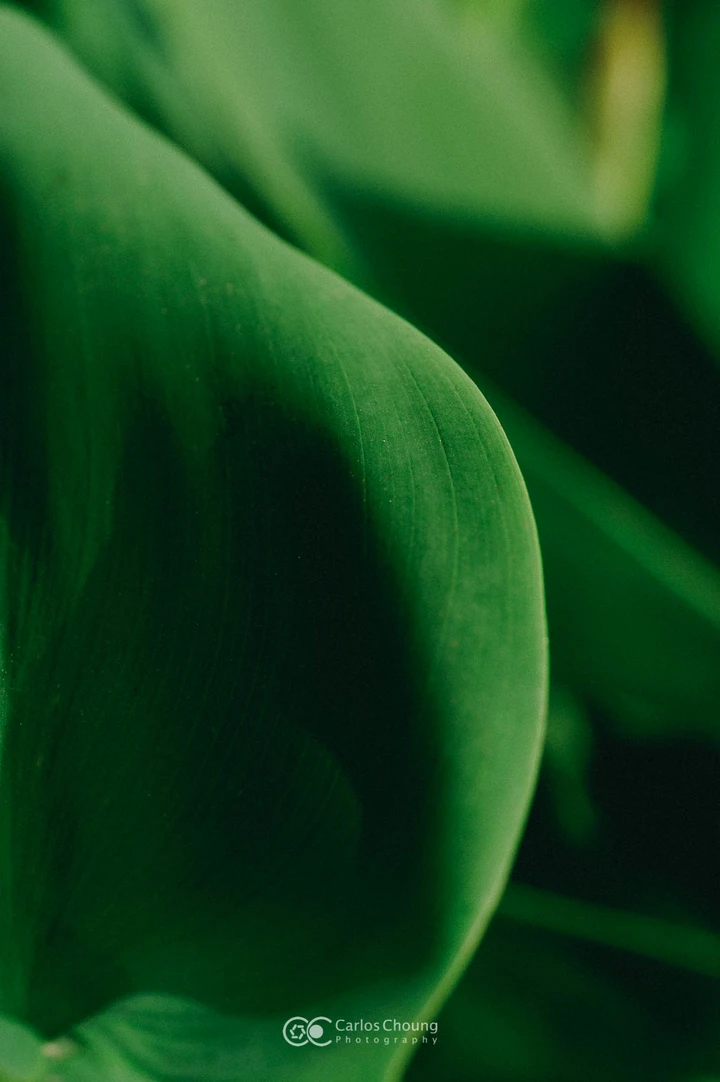 夏日植物园的美好早上