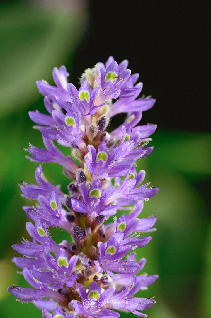夏日植物园的美好早上
