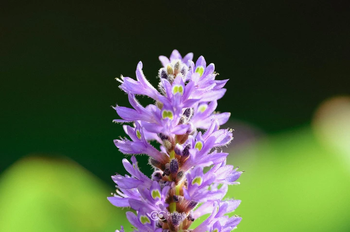 夏日植物园的美好早上