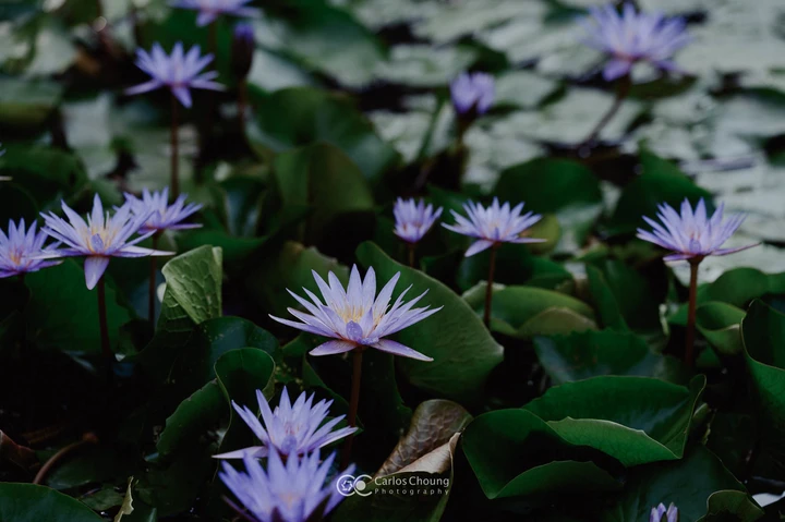 夏日植物园的美好早上
