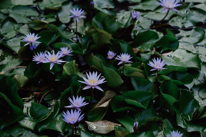 夏日植物园的美好早上