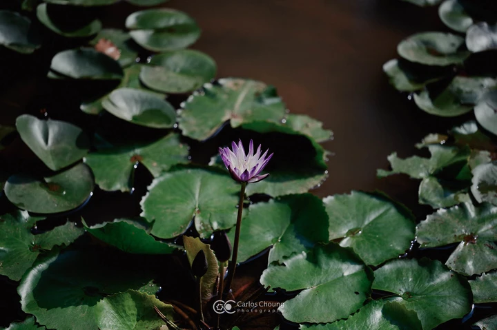 夏日植物园的美好早上