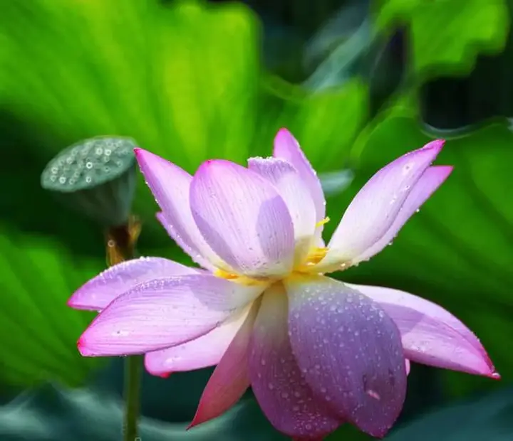 花卉摄影满分创意之路