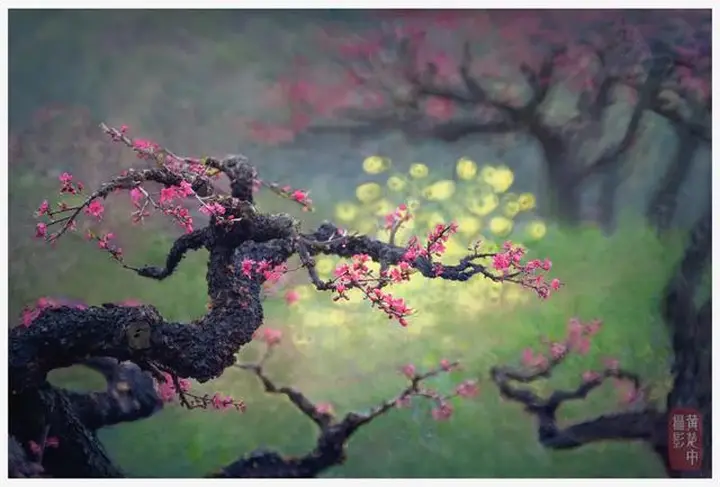 花卉摄影满分创意之路