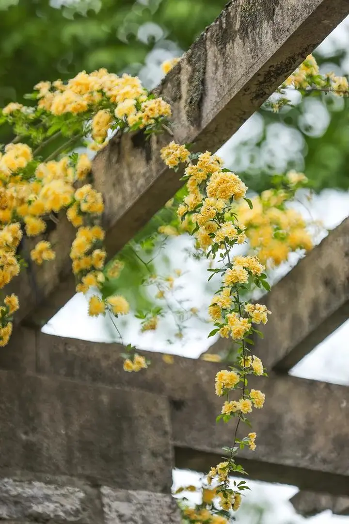 花卉摄影满分创意之路
