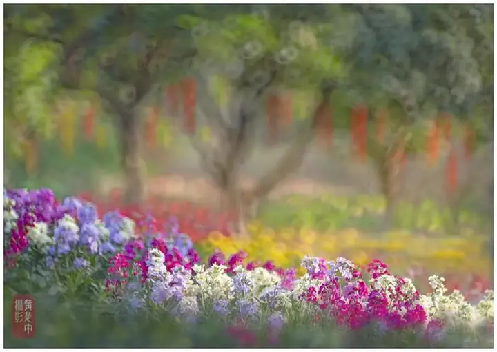 花卉摄影满分创意之路