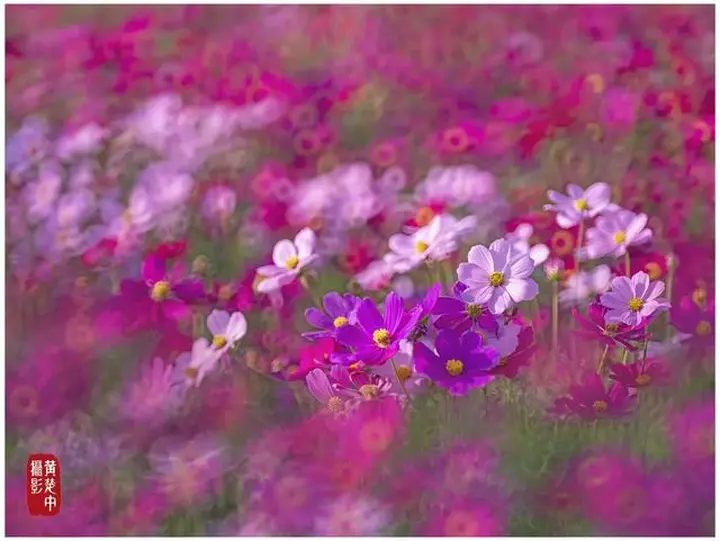 花卉摄影满分创意之路