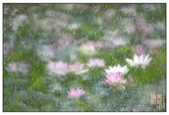 花卉摄影满分创意之路