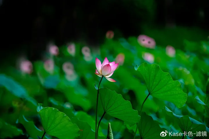 拍荷神器——卡色折返滤镜,这样拍更有诗意