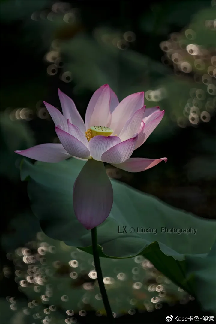 拍荷神器——卡色折返滤镜,这样拍更有诗意