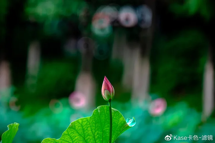 拍荷神器——卡色折返滤镜,这样拍更有诗意