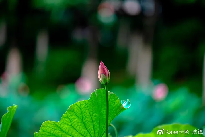 拍荷神器——卡色折返滤镜,这样拍更有诗意