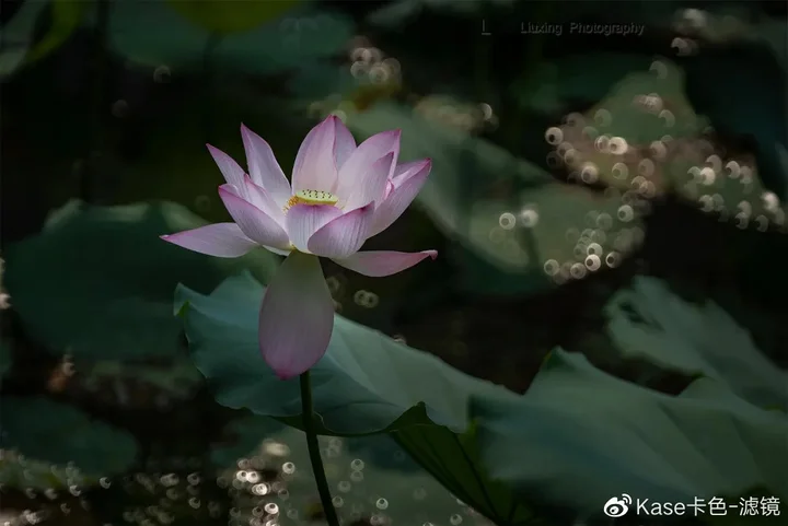 拍荷神器——卡色折返滤镜,这样拍更有诗意