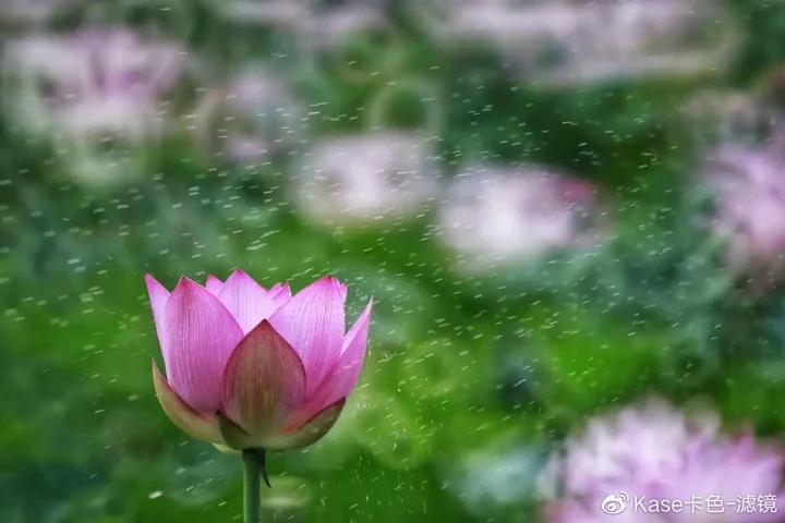 拍荷神器——卡色折返滤镜,这样拍更有诗意