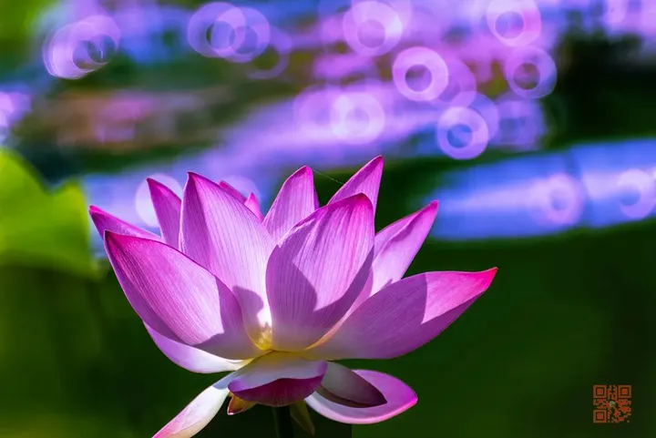 十个荷花九个俗？试试这种别具一致的拍荷手