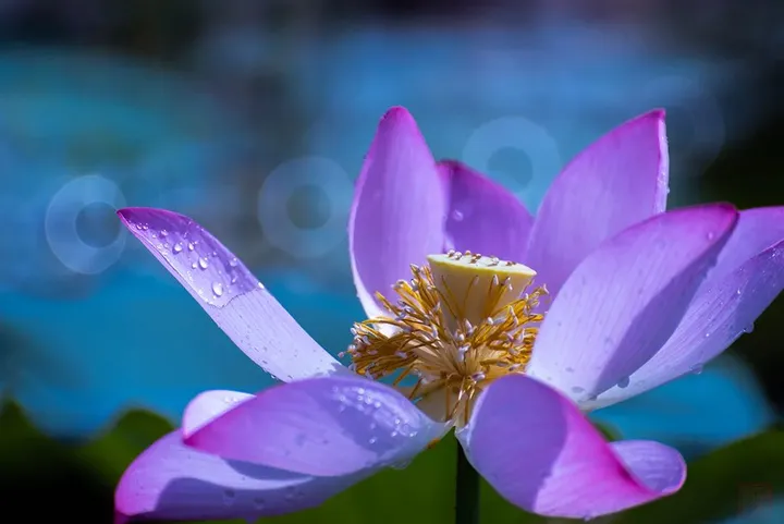十个荷花九个俗？试试这种别具一致的拍荷手