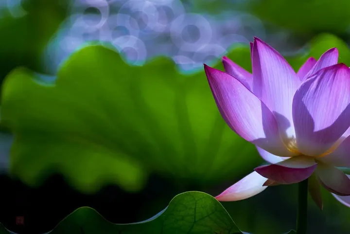 十个荷花九个俗？试试这种别具一致的拍荷手