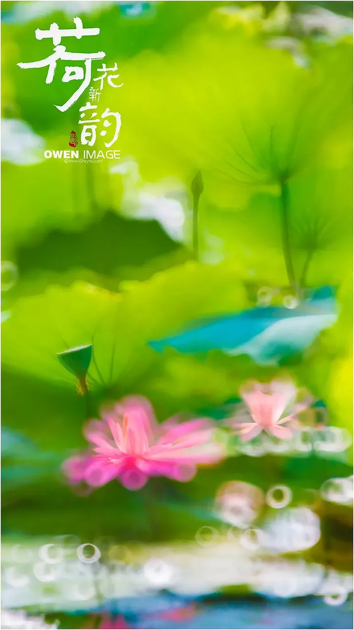 十个荷花九个俗？试试这种别具一致的拍荷手