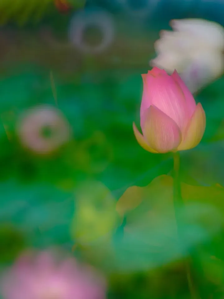 花卉摄影黄金组合:卡色梦幻滤镜加折返滤镜