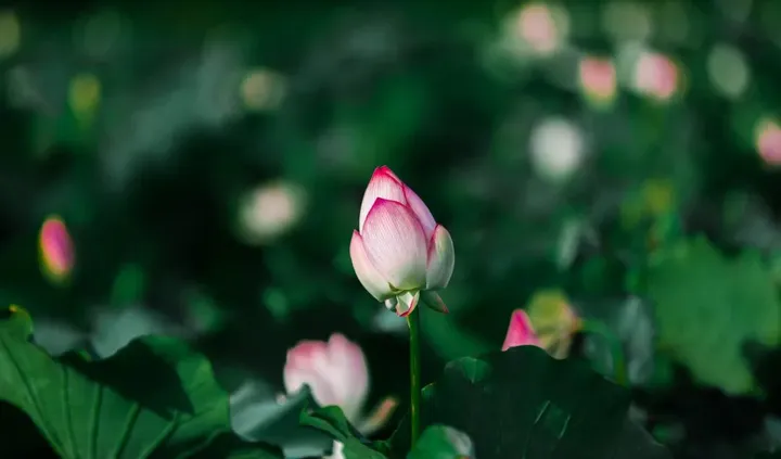 花卉摄影黄金组合:卡色梦幻滤镜加折返滤镜