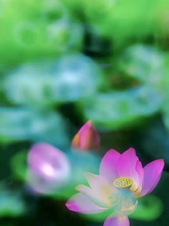 花卉摄影黄金组合:卡色梦幻滤镜加折返滤镜