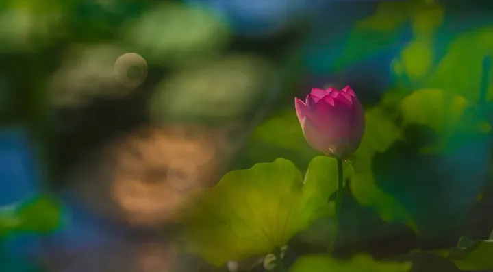 花卉摄影黄金组合:卡色梦幻滤镜加折返滤镜