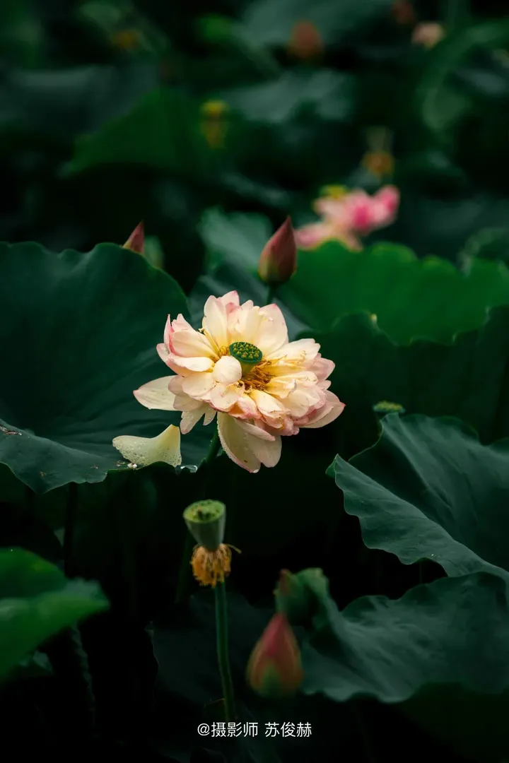 花卉摄影黄金组合:卡色梦幻滤镜加折返滤镜