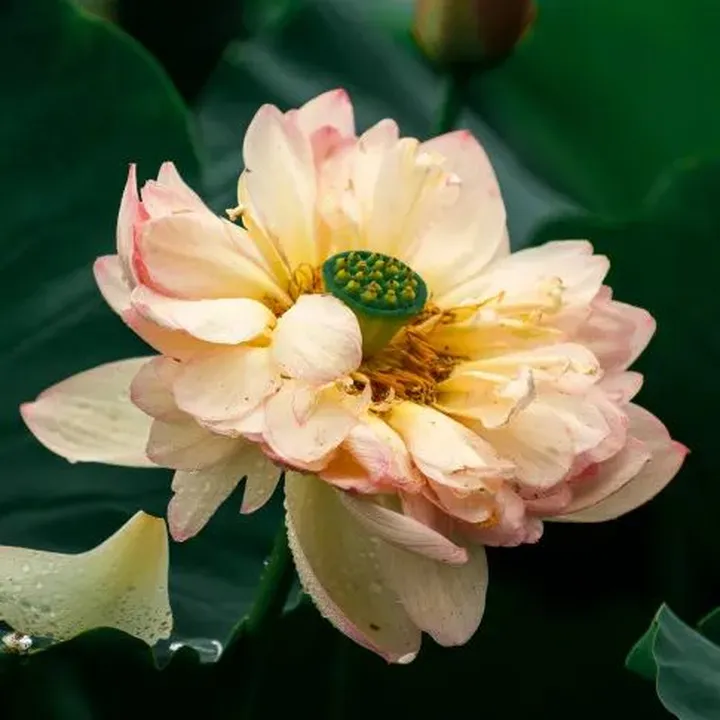 花卉摄影黄金组合:卡色梦幻滤镜加折返滤镜