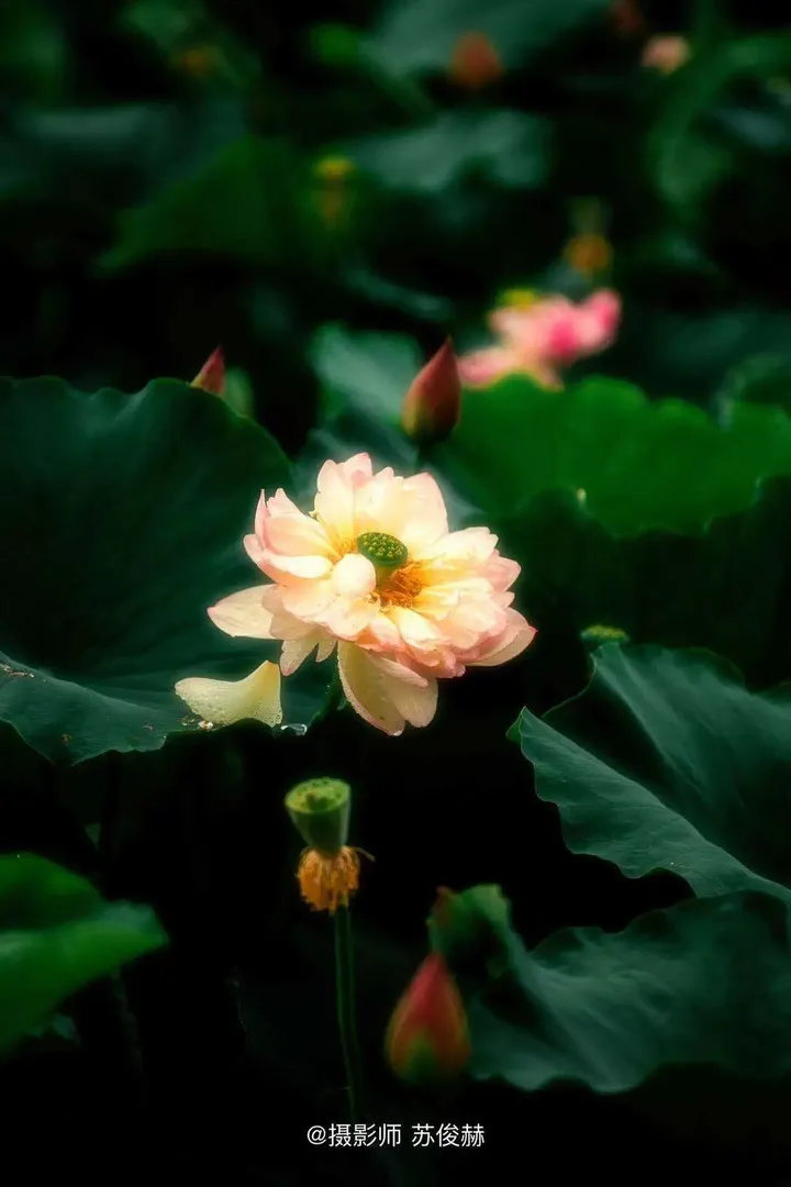 花卉摄影黄金组合:卡色梦幻滤镜加折返滤镜