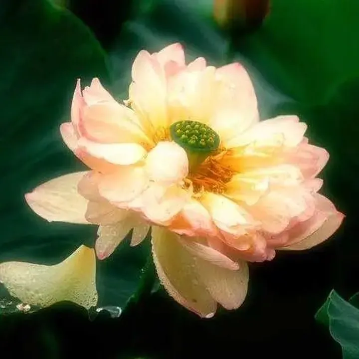 花卉摄影黄金组合:卡色梦幻滤镜加折返滤镜