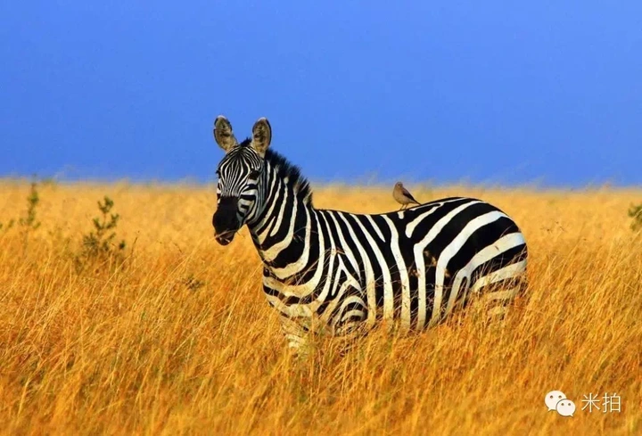 米拍同城会 | 与江一燕“在时光里流浪”