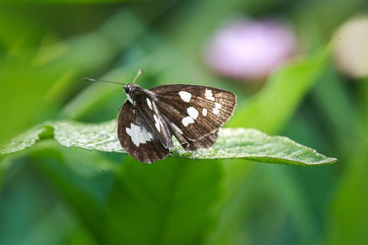 姜弄蝶 微距摄影欣赏
