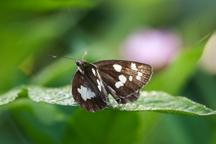 姜弄蝶 微距摄影欣赏